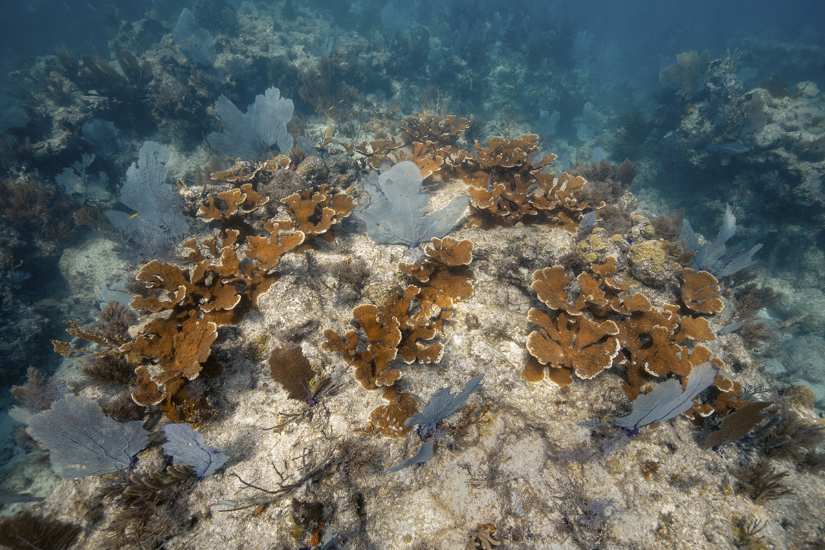 フロリダ カリスフォートリーフのサンゴ礁保護活動を支援するオリスがリミテッドエディションを発表 Watchnavi Salon